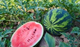 吃安徽广德瓜,安徽特色美食之旅