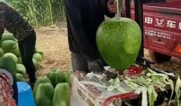 海边大爷吃瓜,吃瓜时光里的闲情逸致