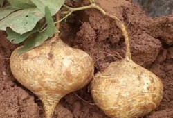 孕期可以吃土瓜吗,土瓜食用指南