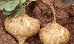 孕期可以吃土瓜吗,土瓜食用指南