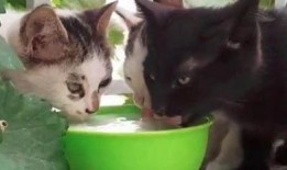 猫饿了吃瓜