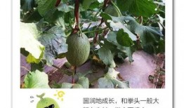 吃瓜一根藤,揭秘娱乐圈背后的秘密与真相