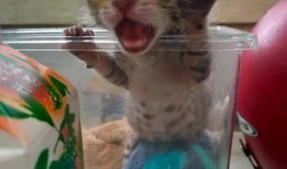 猫饿了吃瓜