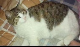 吃瓜猫爆仓,揭秘虚拟货币市场的风险与教训