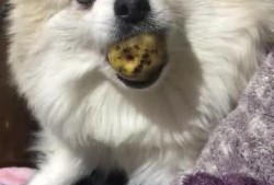 胖子吃八瓜,探寻美食与健康的完美融合