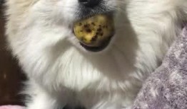 胖子吃八瓜,探寻美食与健康的完美融合