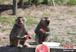 狒狒吃瓜了没,真相背后的趣味故事