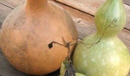 葫芦瓜能天天吃吗,每日食用，健康生活新选择