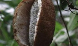 老人吃八月瓜视频大全,老人们共享的甜蜜回忆