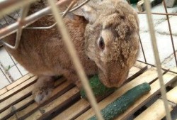 吃瓜兔热议,揭秘网络热点背后的真相与争议