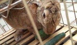 吃瓜兔热议,揭秘网络热点背后的真相与争议