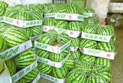 武汉东湖吃瓜,消暑解馋的休闲时光