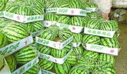 武汉东湖吃瓜,消暑解馋的休闲时光