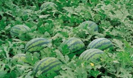 夺目始皇在线吃瓜,在线吃瓜，揭秘千古一帝的幕后故事