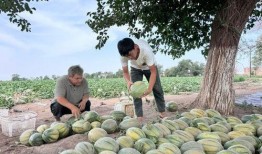 吃瓜不甜木,探寻瓜果种植的奥秘
