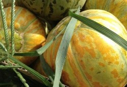 面瓜可以怎么吃,创意烹饪方法大盘点