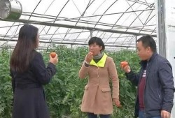 绥阳吃瓜群众事件视频,一场网络舆论的风暴与反思