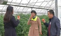 绥阳吃瓜群众事件视频,一场网络舆论的风暴与反思