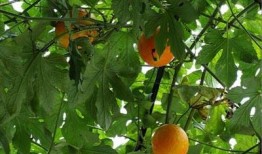 鱼会吃吊瓜吗怎么吃,探索鱼类的饮食习惯与吊瓜的独特食用方法