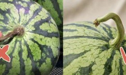 吃瓜打屁虫,揭秘网络热词背后的趣味与哲理