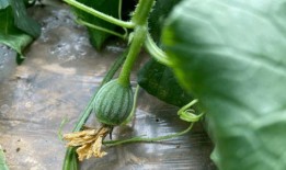 吃瓜没吃出味道,揭秘无味瓜果背后的真相