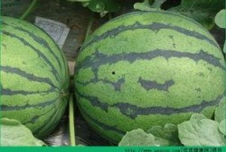 吃瓜丝可以丰胸吗