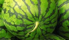 吃蓝瓜长肥,揭秘吃蓝瓜长肥的秘密