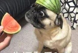 狗头瓜都能怎么吃,创意烹饪新体验