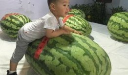 滕州吃瓜事件最新,一场网络热议背后的真相与反思