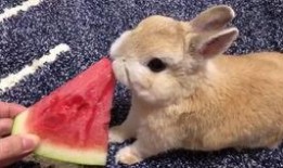 吃瓜兔子简笔画,趣味简笔画中的可爱瞬间