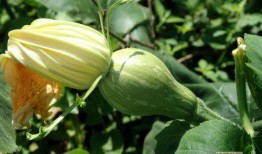 吃瓜一根藤,揭秘娱乐圈背后的秘密与真相