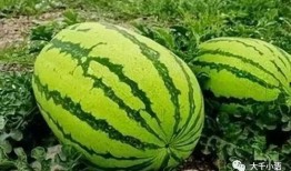 吃瓜郭昱麟西瓜,西瓜界的“瓜王”传奇