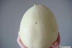 吃白兰瓜过敏,探寻过敏源与应对策略