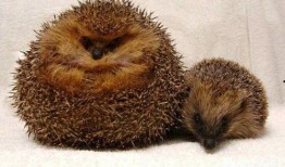 秀才吃瓜猜动物,一场趣味横生的智力挑战