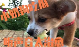 狗随主人吃瓜,宠物与主人共度欢乐时光