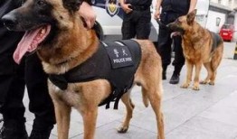 51 吃瓜 张 警犬,51吃瓜背后的忠诚与智慧