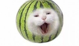 快乐吃瓜组,揭秘娱乐圈幕后故事，带你畅游娱乐盛宴