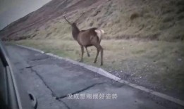 吃瓜群众狐獴,揭秘娱乐圈的“吃瓜”真相