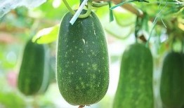 不可以吃的瓜是什么瓜,那些不能食用的瓜类，了解瓜果的食用禁忌