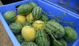 吃的瓜群,揭秘网络热议背后的真相与趣味