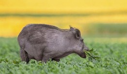 野猪吃瓜图片高清图,高清镜头捕捉生态瞬间