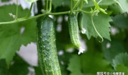 什么是大家吃瓜