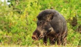 野猪吃瓜图片高清图,高清镜头捕捉生态瞬间