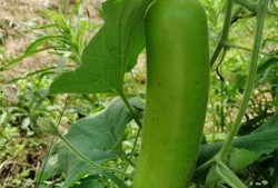 瓠子瓜怎么煎着吃,家常煎瓜新尝试