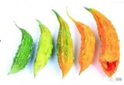 吃瓜甜中带苦,吃瓜甜中带苦的味蕾之旅