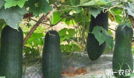 移植后矮瓜可以吃,矮瓜重生，美味再现