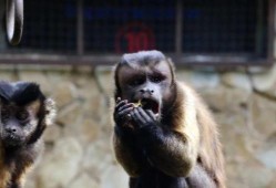 黑帽吃瓜网,网络黑产背后的惊人内幕