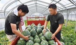 游客吃瓜,一场舌尖上的夏日狂欢