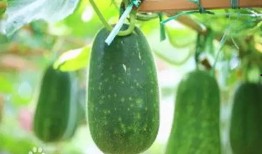 吃瓜有病毒,网络谣言背后的真相与防范