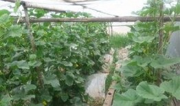 青县吃瓜小哥,揭秘当地特色美食背后的故事